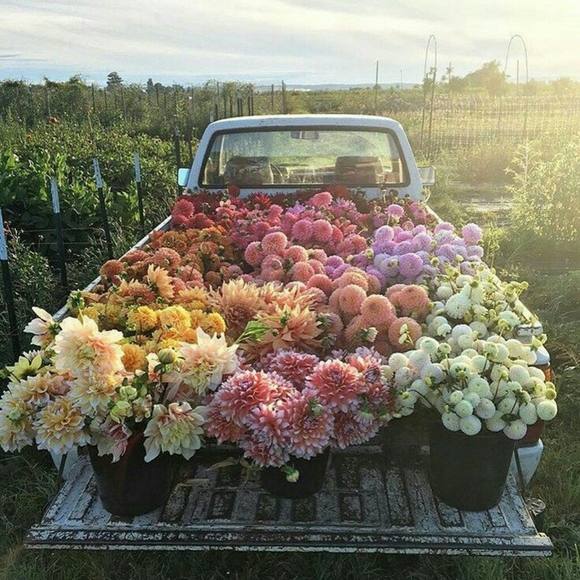 All Things Dovie Loves - Picture 2 of 2